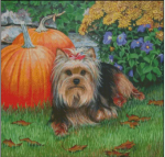 (image for) Harvest Pup - Yorkie